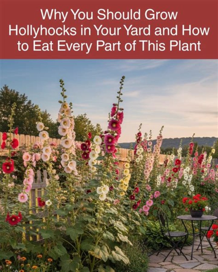Should you cut hollyhocks back