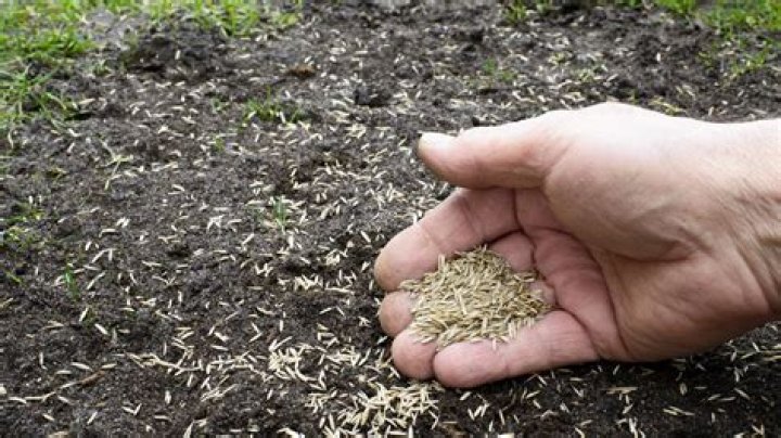 Should you put top soil over grass seed