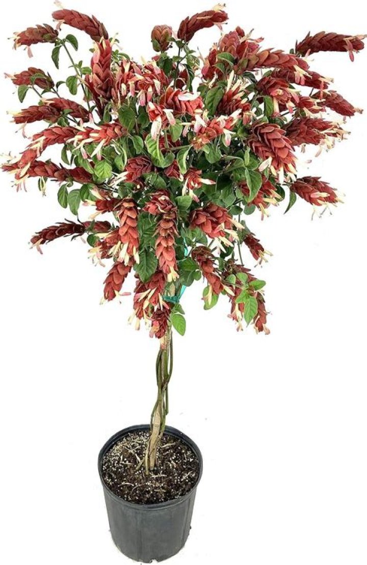 shrimp tree
