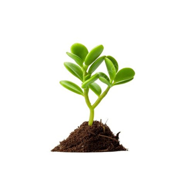 small plant