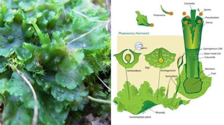 smoking liverwort