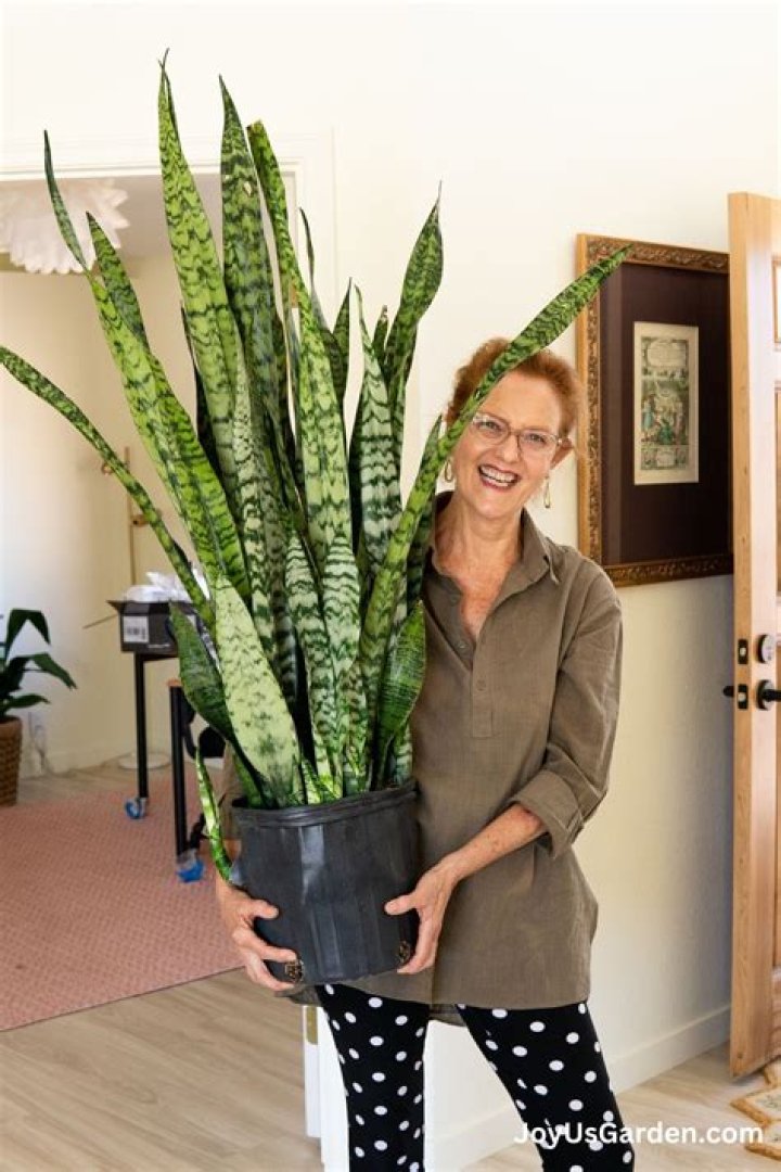 snake plant cost