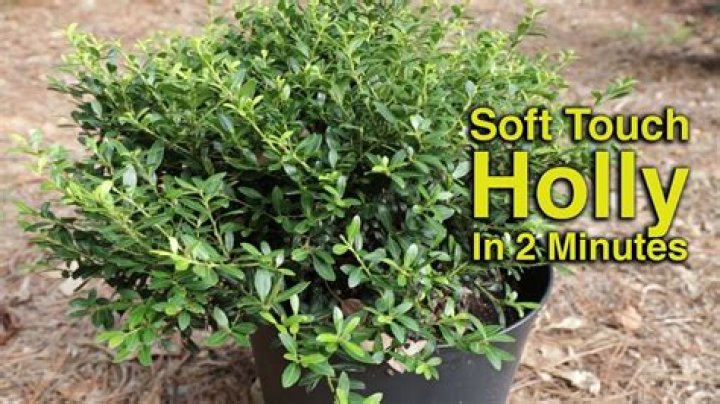 soft touch holly problems