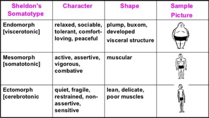 somatotype theory