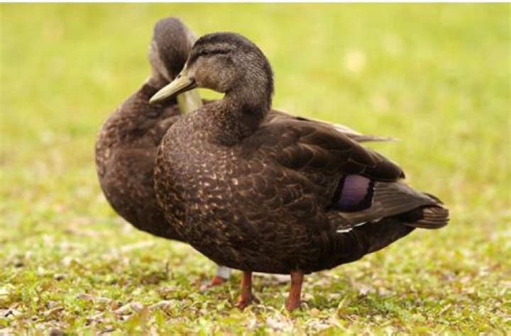 south florida ducks