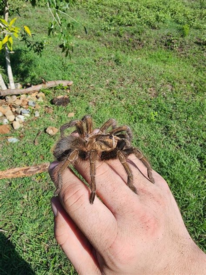 spiders in the dominican republic