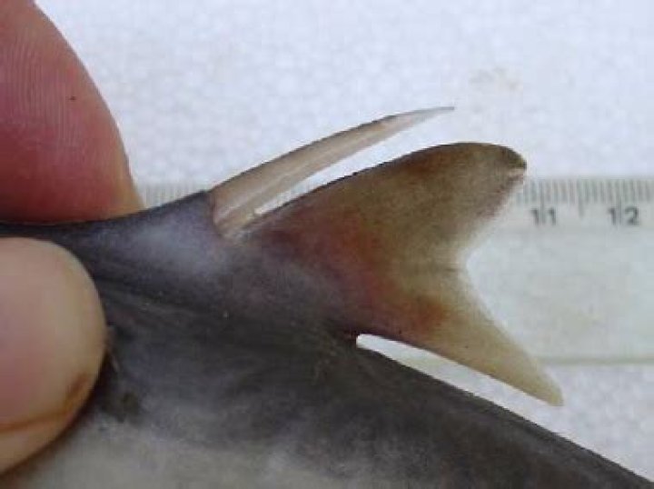 spiny dogfish venom