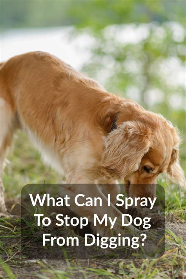 spray to stop dogs from digging