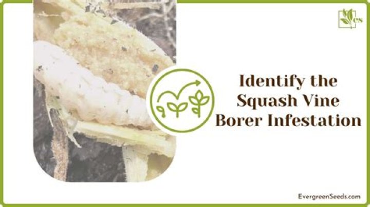 squash vine borer neem oil