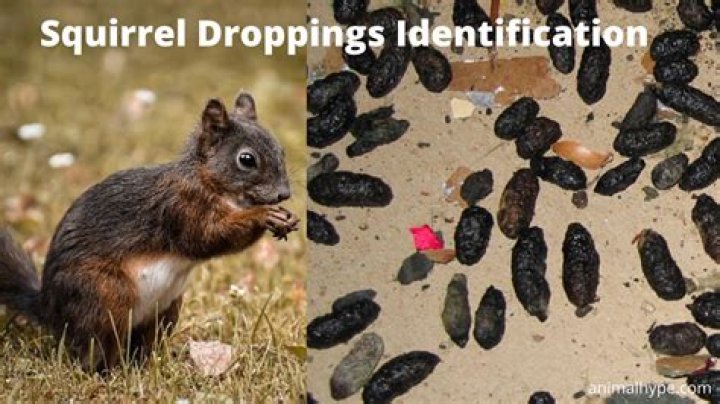 squirrel poop