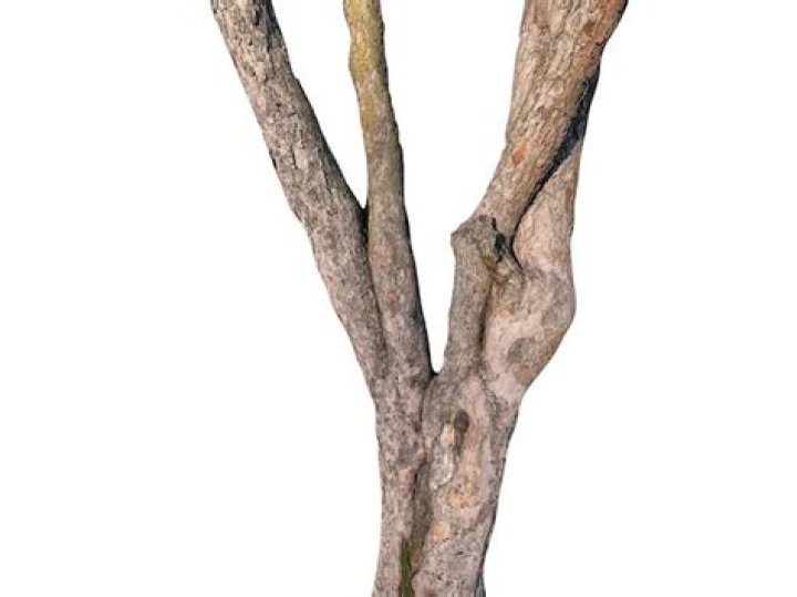 stem of a tree