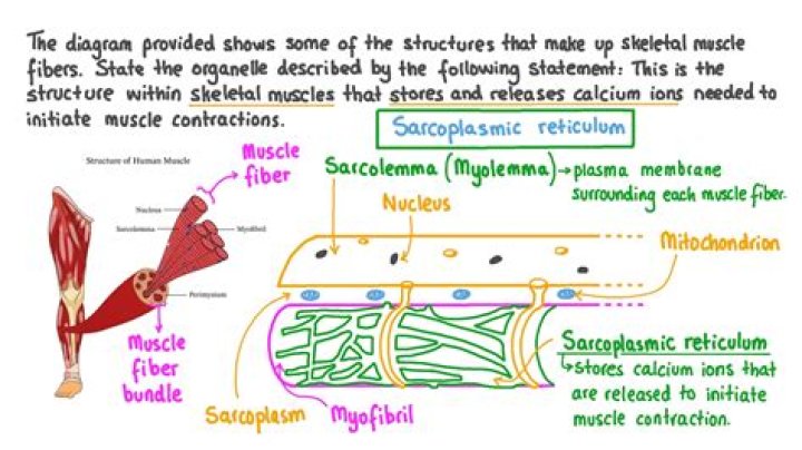 stores calcium ions in muscle cells