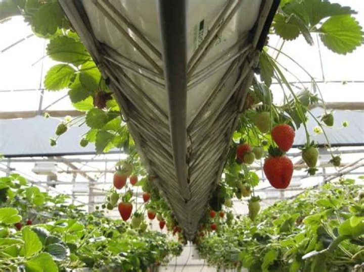 strawberry yield per acre