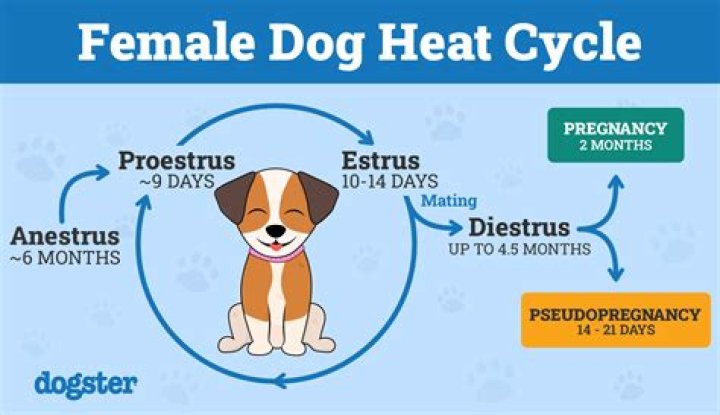 swollen female dog heat