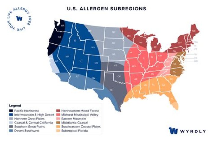sycamore tree allergy