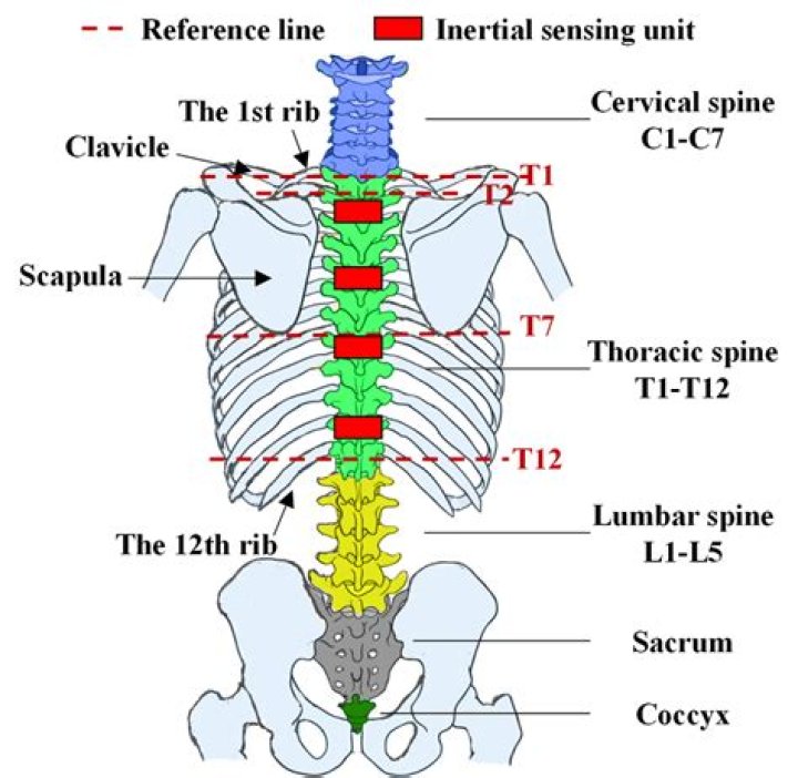 t 9 t 10 spine
