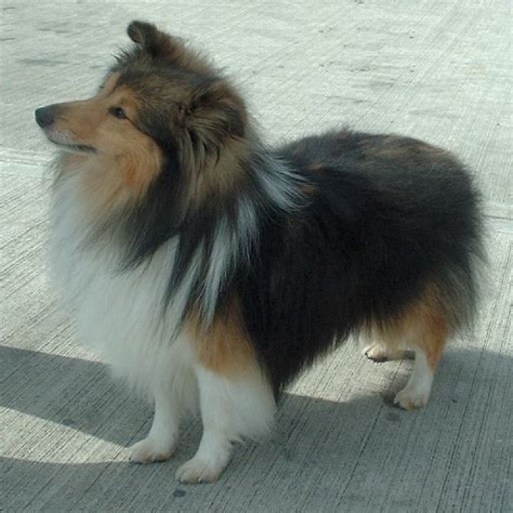 teacup mini sheltie