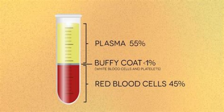 the buffy coat consists of