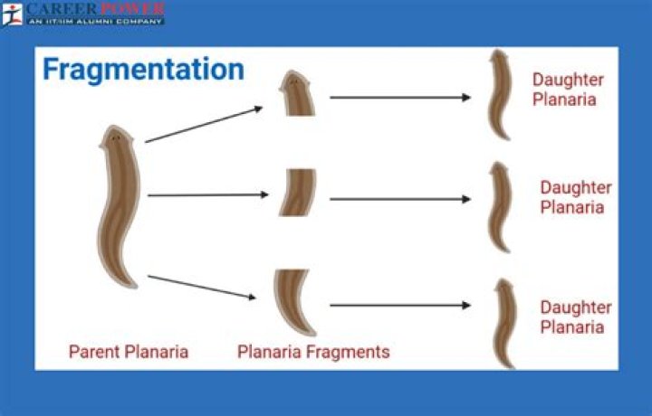 the horizontal fragmentation of a table is known as