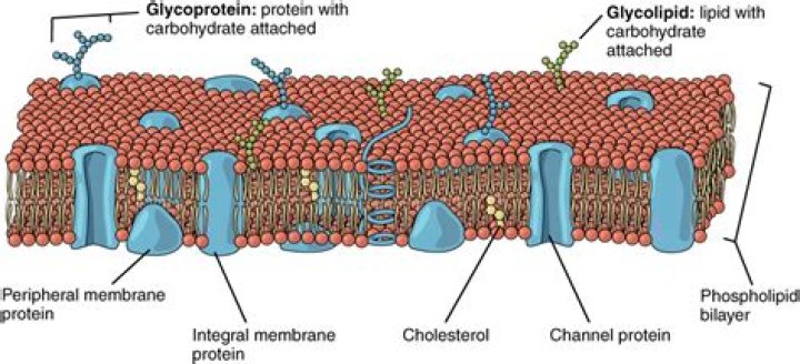 the principal components of the cell membrane are lipids