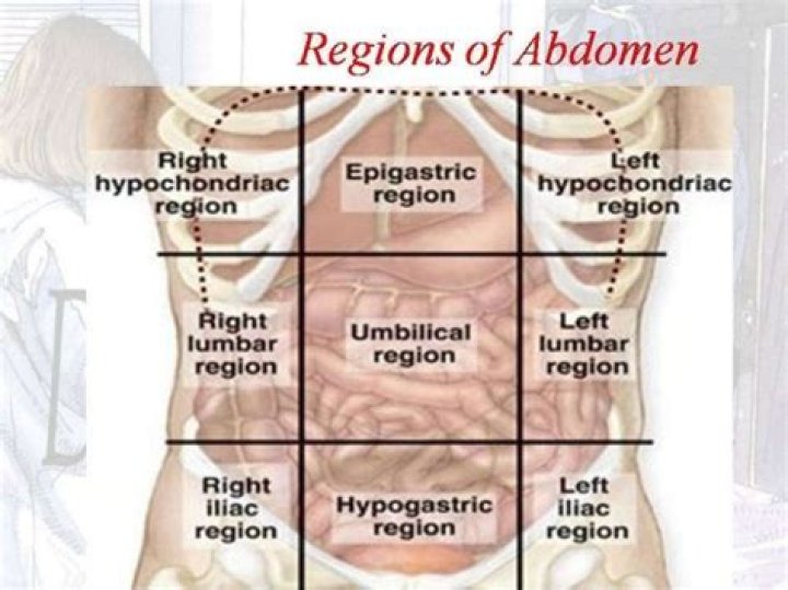 the right hypochondriac region contains the majority of the stomach