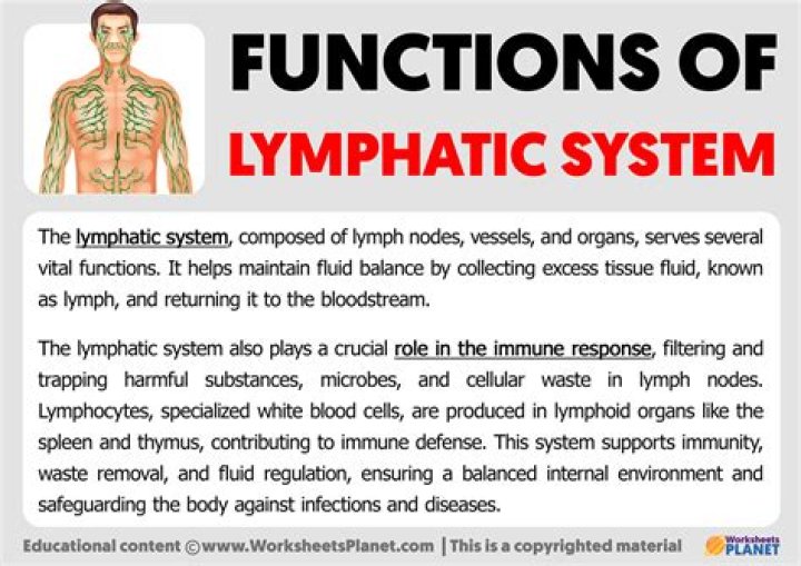 three functions of the lymphatic system