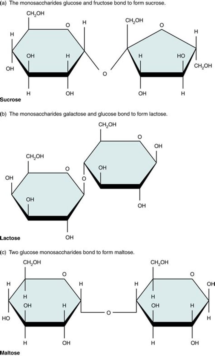 three important disaccharides are