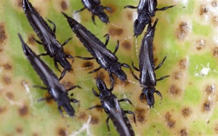 thrips on hibiscus