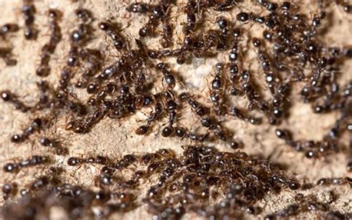 tiny ants florida