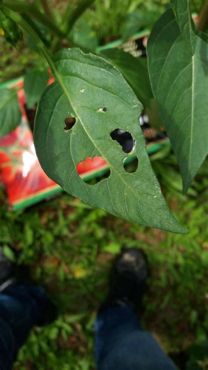 tiny holes in tomato leaves