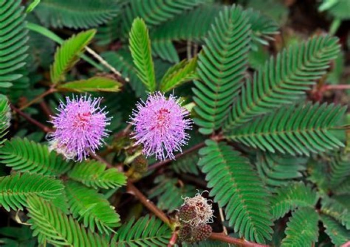 touch me not plant