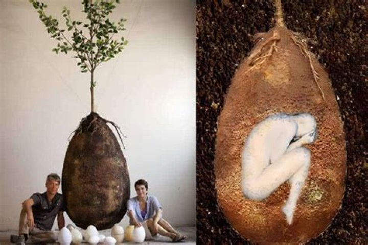 tree pod burial