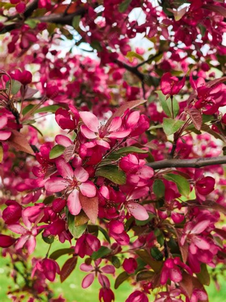 tree with pink flowers and green leaves