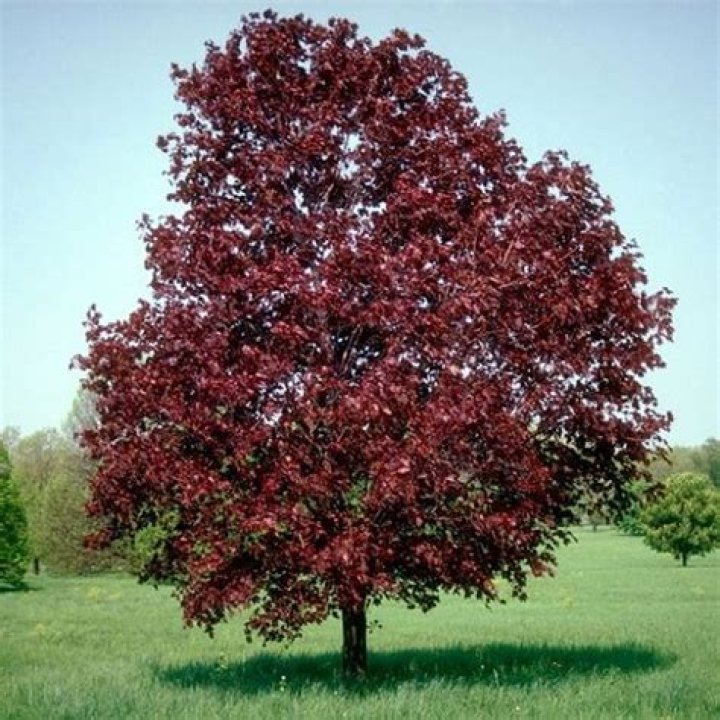 trees with dark red leaves