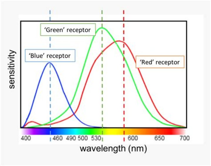 trichromatic theory