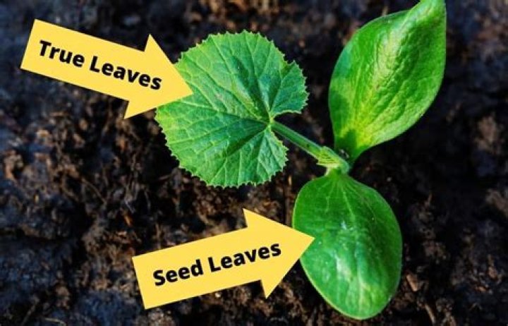 true leaves vs seed leaves