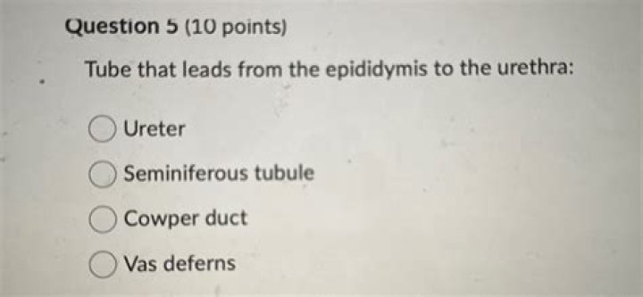 tube that leads from the epididymis to the urethra: