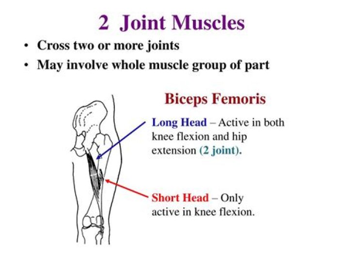 two joint muscles