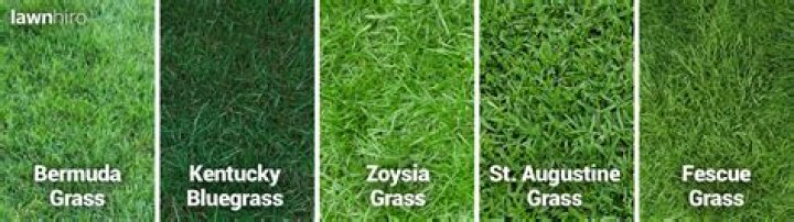 types of grass in houston