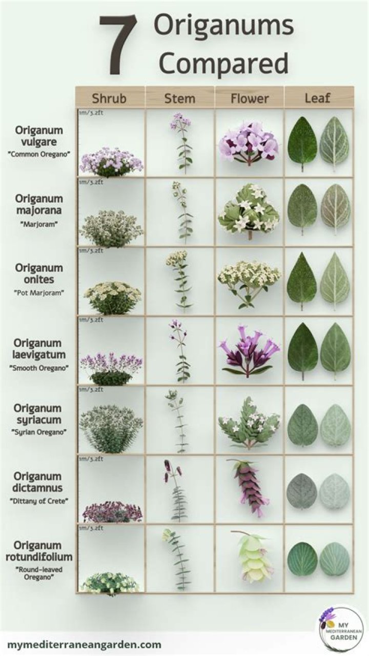 types of oregano