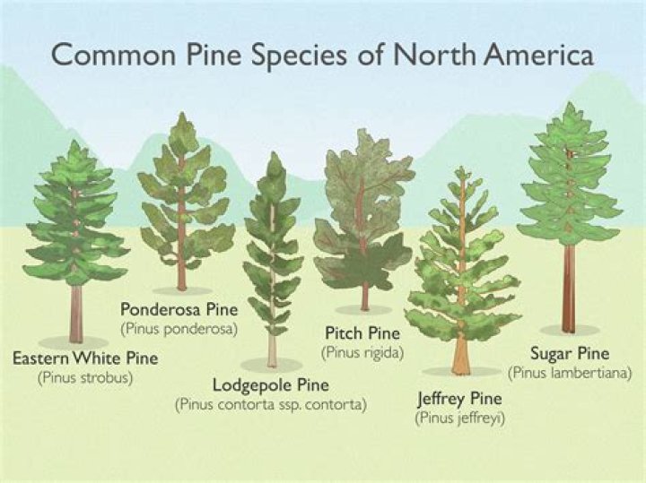 types of pine trees in michigan