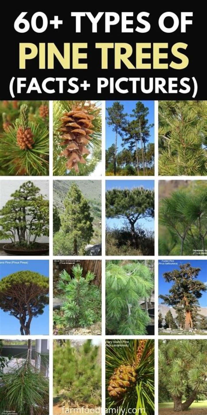 types of pine trees in pa