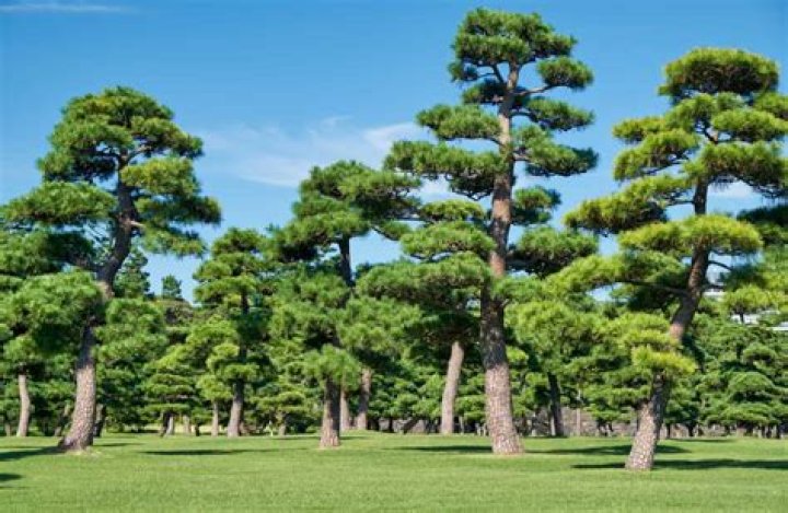 types of trees in japan