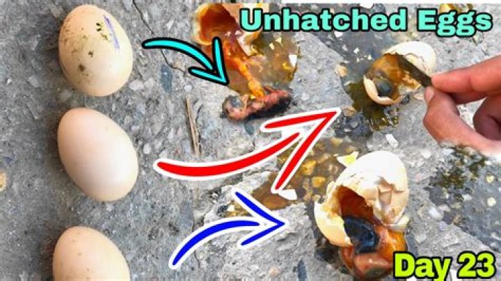 unhatched eggs