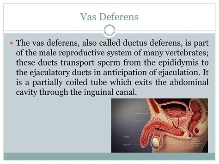 vas deferens function