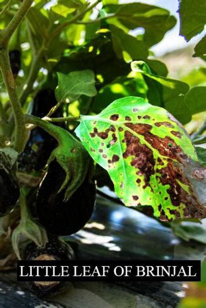 vector responsible for little leaf disease of brinjal