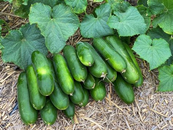 vegetable that looks like a cucumber but isn t