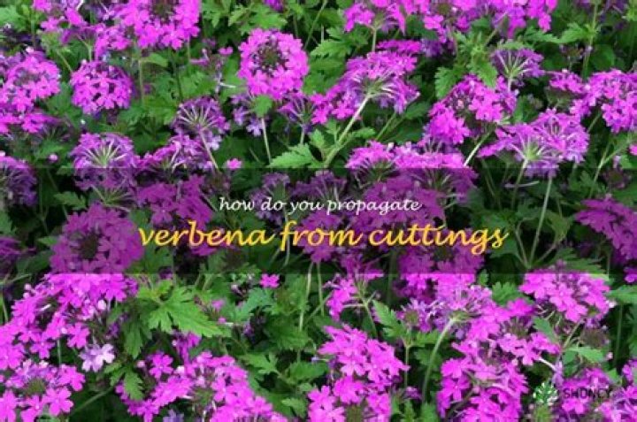 verbena cuttings