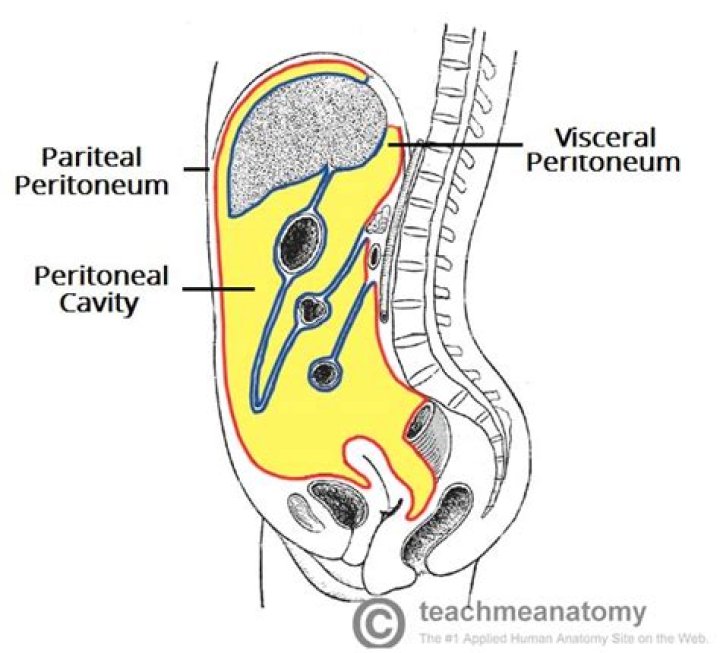 visceral peritoneum