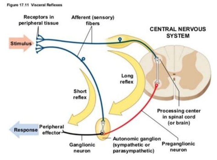 visceral reflex